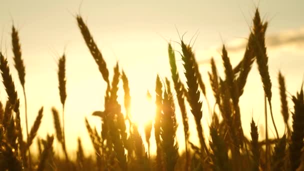 Spikelets of wheat with grain shakes the wind. grain harvest ripens in summer. field of ripening wheat against the blue sky. agricultural business concept. environmentally friendly wheat - Footage, Video