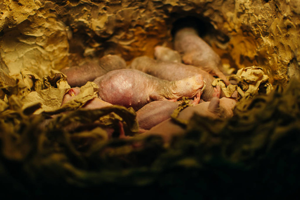 Neugeborene Baby-Maus oder Babys Ratten im Nest - Foto, Bild