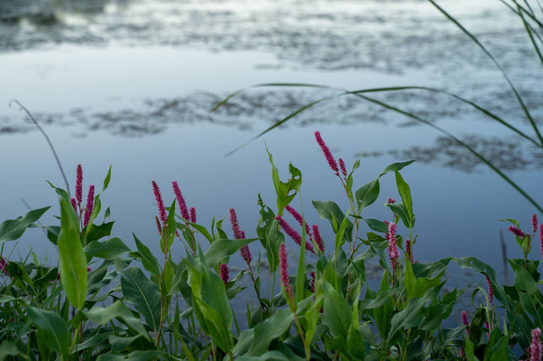 Grama de salgueiro (persicaria amphibia) crescendo em um lago raso. Ta
 - Foto, Imagem