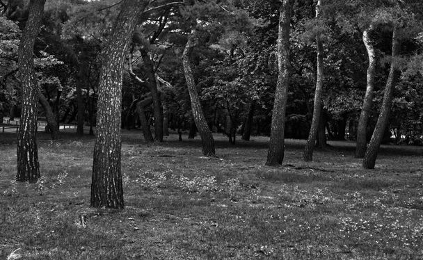 Paisaje de pino de Corea, foto en blanco y negro
 - Foto, Imagen