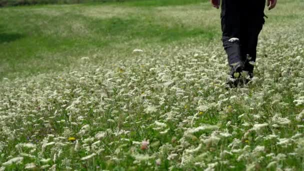 Man gaat door veld van witte bloemen wilde wortel (Daucus peen) - Video