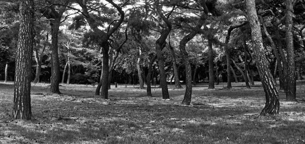 Korea je borovice krajina, černobílé Foto - Fotografie, Obrázek