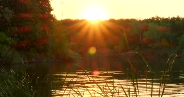 Táboření v přírodě u řeky. Klidný večer u jezera s hořící zlatou oblohou. Barevná obloha při západu slunce u břehu v lese. Silueta stromů a velké oranžové slunce za nimi - Záběry, video