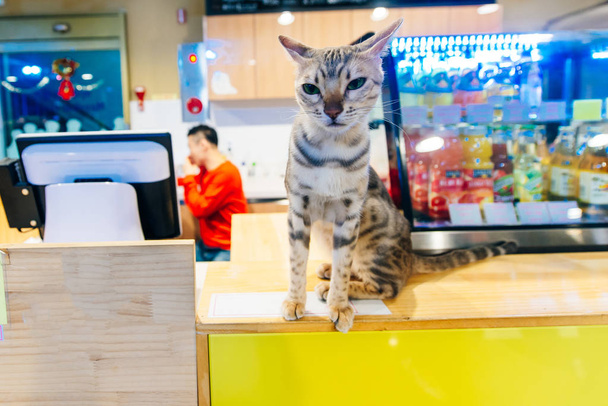 Cat en Café en Corea del Sur
 - Foto, Imagen