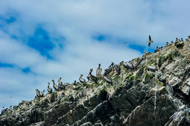 Коричневые пеликаны и гуанайские бакланы на скале на островах Балестас близ Паракаса, Перу
 - Фото, изображение