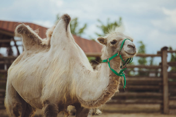 Camel in nature at the zoo - 写真・画像