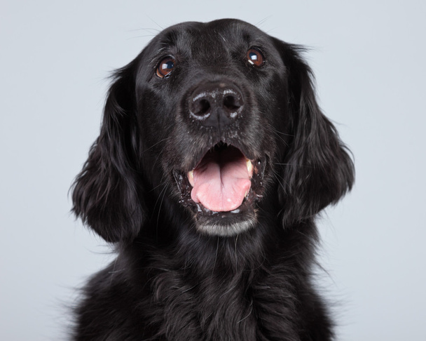 fekete flatcoated Vizsla kutya elszigetelt szürke háttér. - Fotó, kép