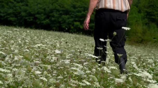 Homem passa por campo de flores brancas Cenoura selvagem (Daucus carota
) - Filmagem, Vídeo