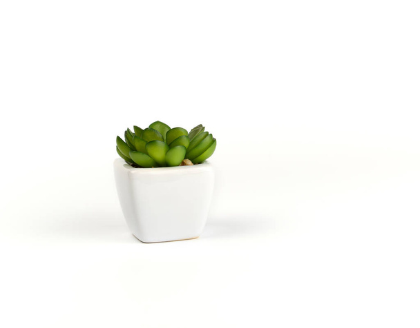 bílý keramický hrnec se zeleným rostlinným sukulentem, bílým pozadím - Fotografie, Obrázek