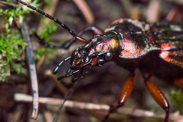 brillante escarabajo orfebre en garras del bosque y la cara
 - Foto, Imagen