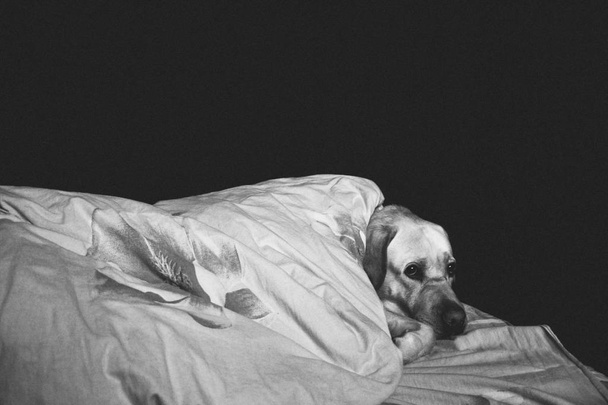 perro durmiendo en la cama en una luz de desvanecimiento
 - Foto, imagen