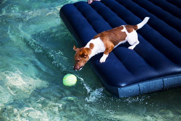 chien nageant dans la piscine à la lumière vive
 - Photo, image