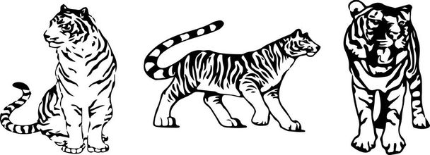вектор тигра на цветном фоне
 - Вектор,изображение
