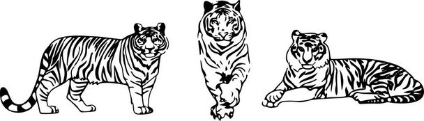 vecteur tigre sur fond couleur
 - Vecteur, image