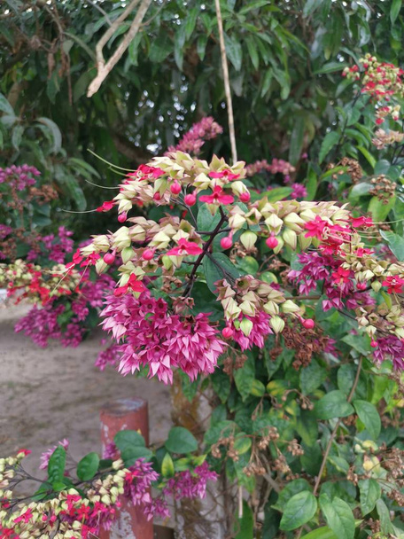 cluster of beautiful blooming clerodendrum thomsoniae balf flowers - Photo, Image