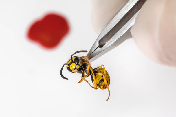 Cımbızlı bilim entomologu wasp'ı inceliyor - Fotoğraf, Görsel