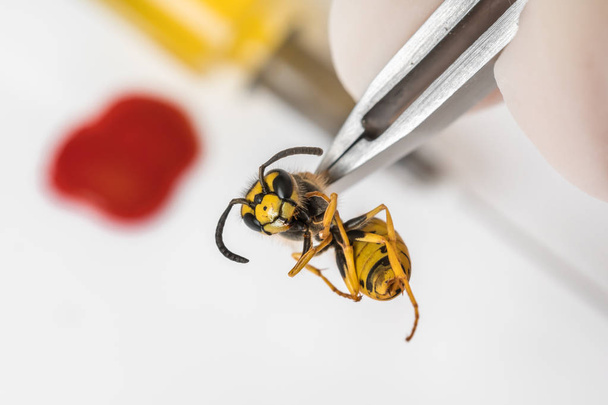 Science entomologist with tweezers examines wasp - Foto, afbeelding