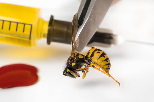 Science entomologist with tweezers examines wasp - Photo, image