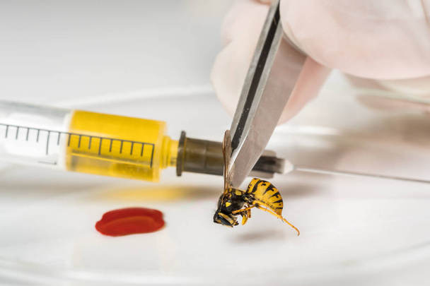 Science entomologist with tweezers examines wasp - Fotografie, Obrázek