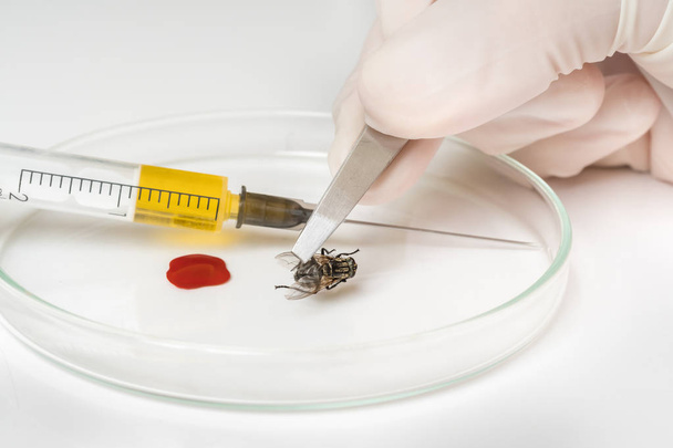 entomólogo científico con pinzas examina mosca
 - Foto, imagen