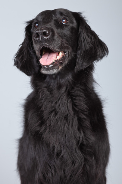 gri arka planı izole siyah flatcoated retriever köpek. - Fotoğraf, Görsel