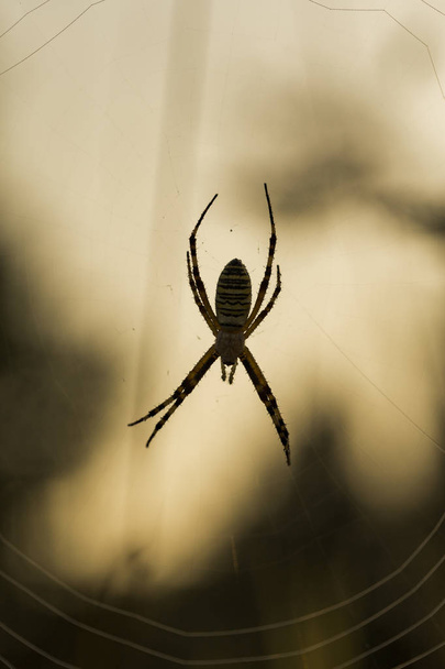 Η αργκιώπη μπρουίτσι (σφήκα αράχνη) είναι ένα είδος αράχνης-ιστού. Αραχνοειδή στην δροσιά την αυγή. - Φωτογραφία, εικόνα