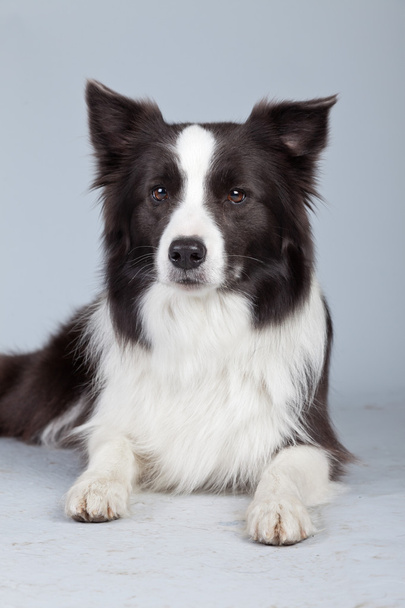 Beautiful border collie dog isolated against grey background. St - Foto, immagini