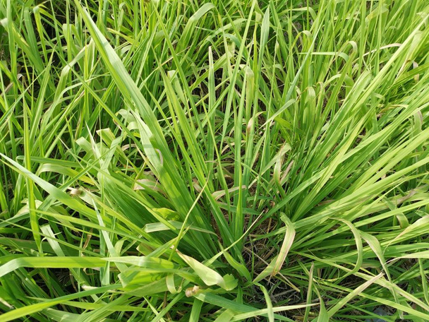 високі зелені трави збирають на відкритому повітрі
 - Фото, зображення