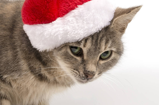 The cat in the hat of Santa Claus is looking askant, closeup. New Year, Christmas cat on a white isolated background, for postcard, banner. Front view, place for text, Copy space. - Photo, Image