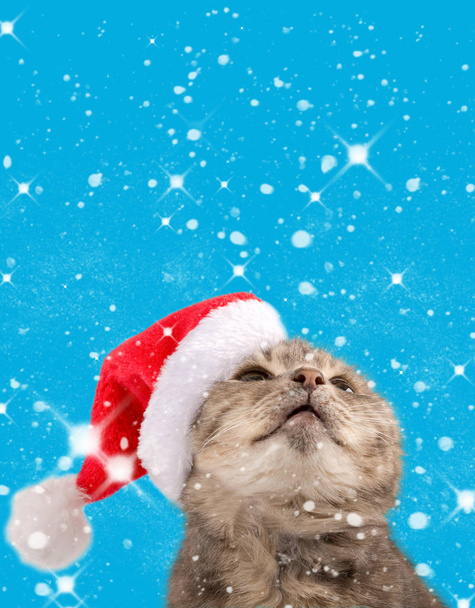 Cat in santa claus hat looks up, close up. New Year, Christmas, cat on a blue background with snowflakes, for poster, banner. Front view, place for text, copy space. - Photo, Image