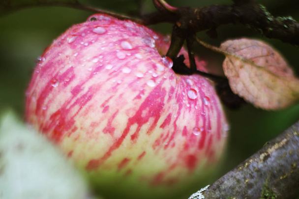 świeże dojrzałe jabłka na drzewie bliska zdjęcie z deszczem krople - Zdjęcie, obraz