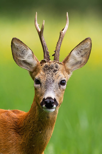 Cabeza de ciervo buck en la naturaleza de verano
. - Foto, Imagen
