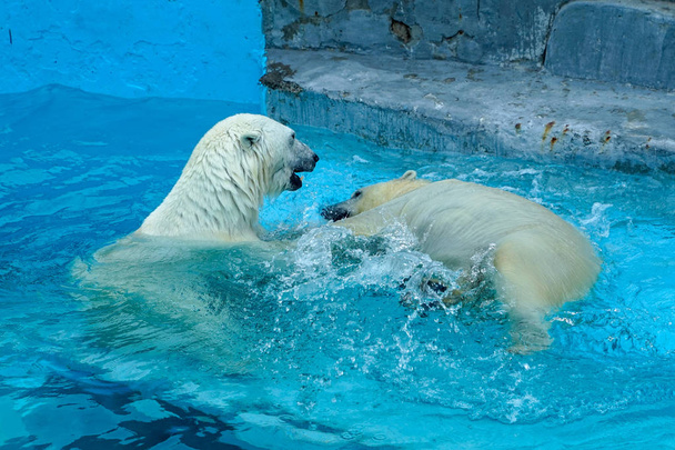 Sibling wrestling in baby games. Two polar bear cubs are playing about in pool. Cute and cuddly animal kids, which are going to be the most dangerous beasts of the world. - Фото, изображение