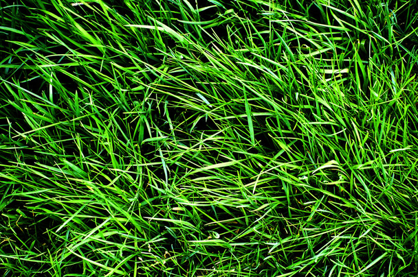 Green Lawn - Фото, зображення
