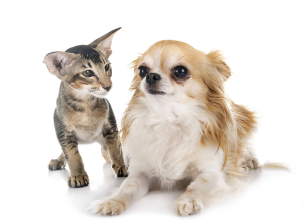 keleti cica és Chihuahua - Fotó, kép