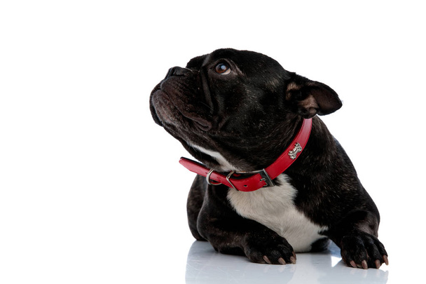 fekvő Francia Bulldog kíváncsian felnézett - Fotó, kép