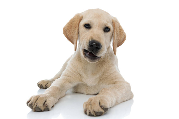 niezadowolony mały pies Labrador Retriever leżącej  - Zdjęcie, obraz