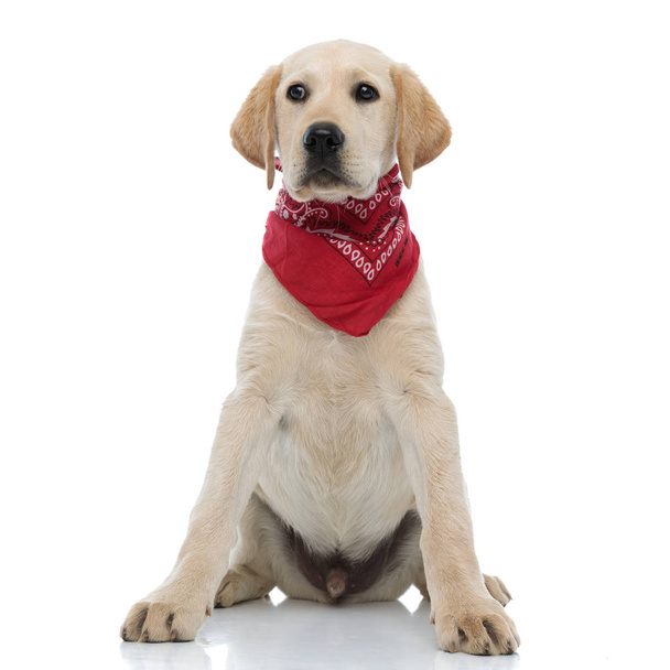 beautiful labrador retriever puppy wearing red bandana looks to  - Photo, Image