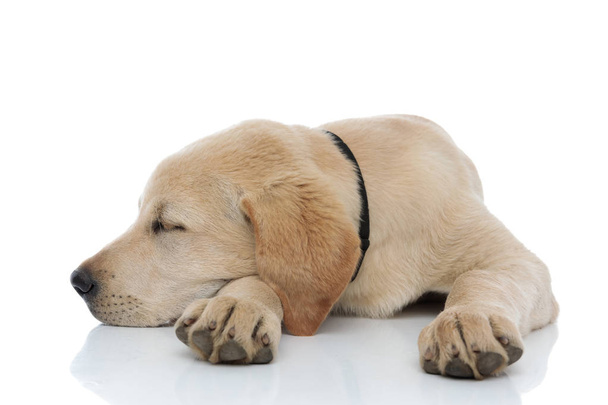 adorável labrador retriever filhote de cachorro leva uma soneca
  - Foto, Imagem