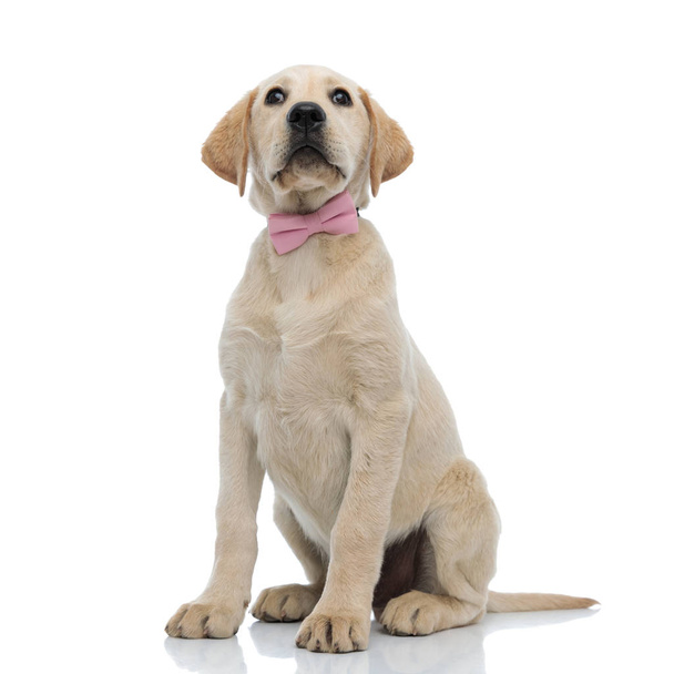 solemn looking seated labrador retriever puppy wearing pink bow  - Photo, Image