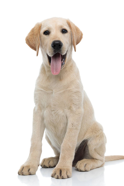 zadowolony młody Labrador Retriever szczeniak pies lokalizacji i dysząc  - Zdjęcie, obraz
