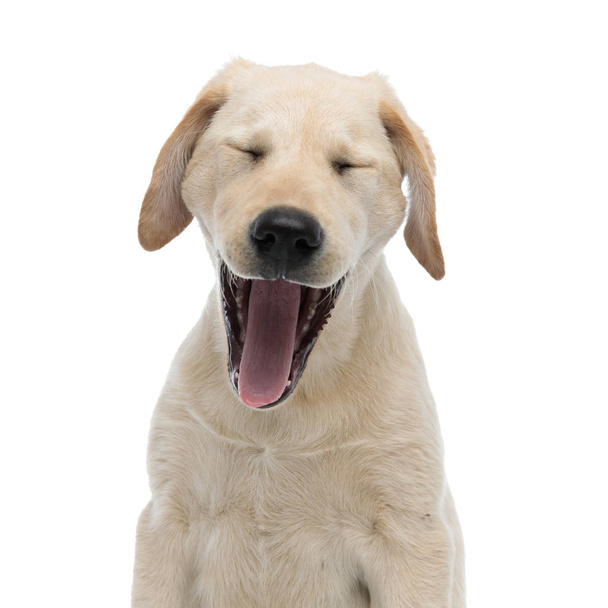 geeuwen vermoeide Labrador Retriever puppy  - Foto, afbeelding
