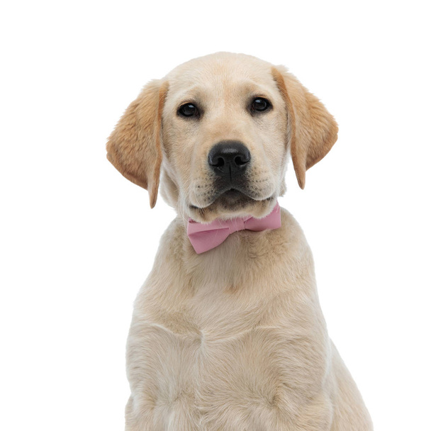 primer plano de un lindo cachorro labrador retriever con corbata rosa
 - Foto, Imagen