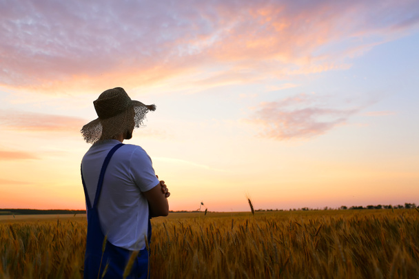 Male farmer in wheat field at sunset - Fotoğraf, Görsel