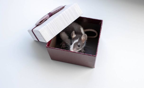 Mały puszysty szczur z białą twarzą siedzi w świątecznym pudełku na prezent. - Zdjęcie, obraz