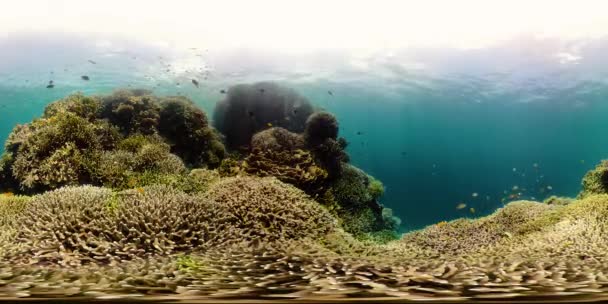 Il mondo sottomarino di una barriera corallina 360VR. - Filmati, video