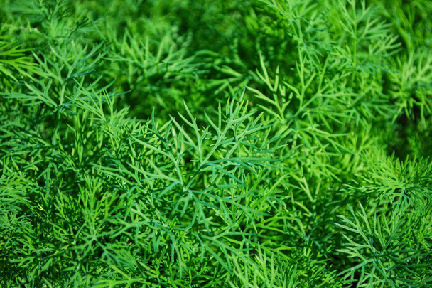 Dill Plant. Organic green dill herb. Ingredient for cooking various dishes. Dill closeup. - Φωτογραφία, εικόνα