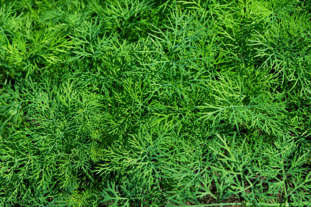 Dill Plant. Organic green dill herb. Ingredient for cooking various dishes. Dill closeup. - Φωτογραφία, εικόνα