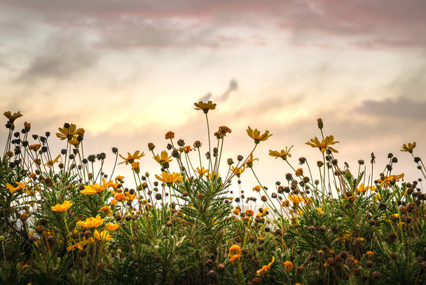 Blooming yellow daisies during sunrise - Foto, Imagen