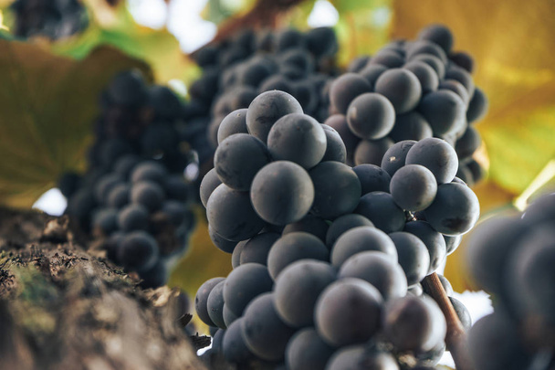Пучок голубого винограда на растущем виноградном фоне
. - Фото, изображение